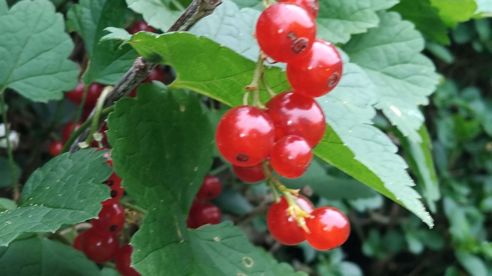 Le Jardin Des Vieilles Racines