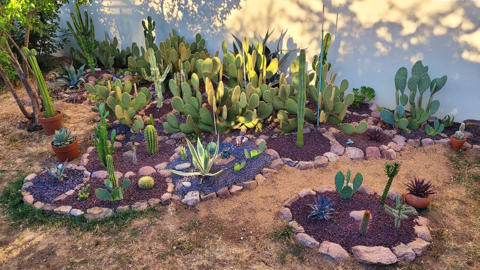 Cactuseraie