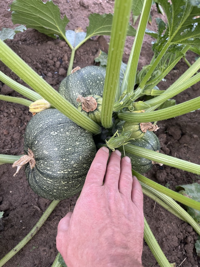 Le Potager D Aglaer