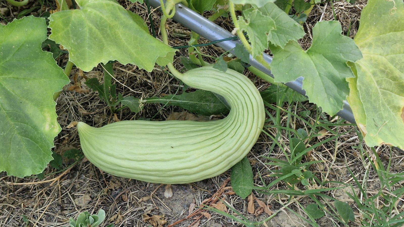 Naissance D'une Jardinière