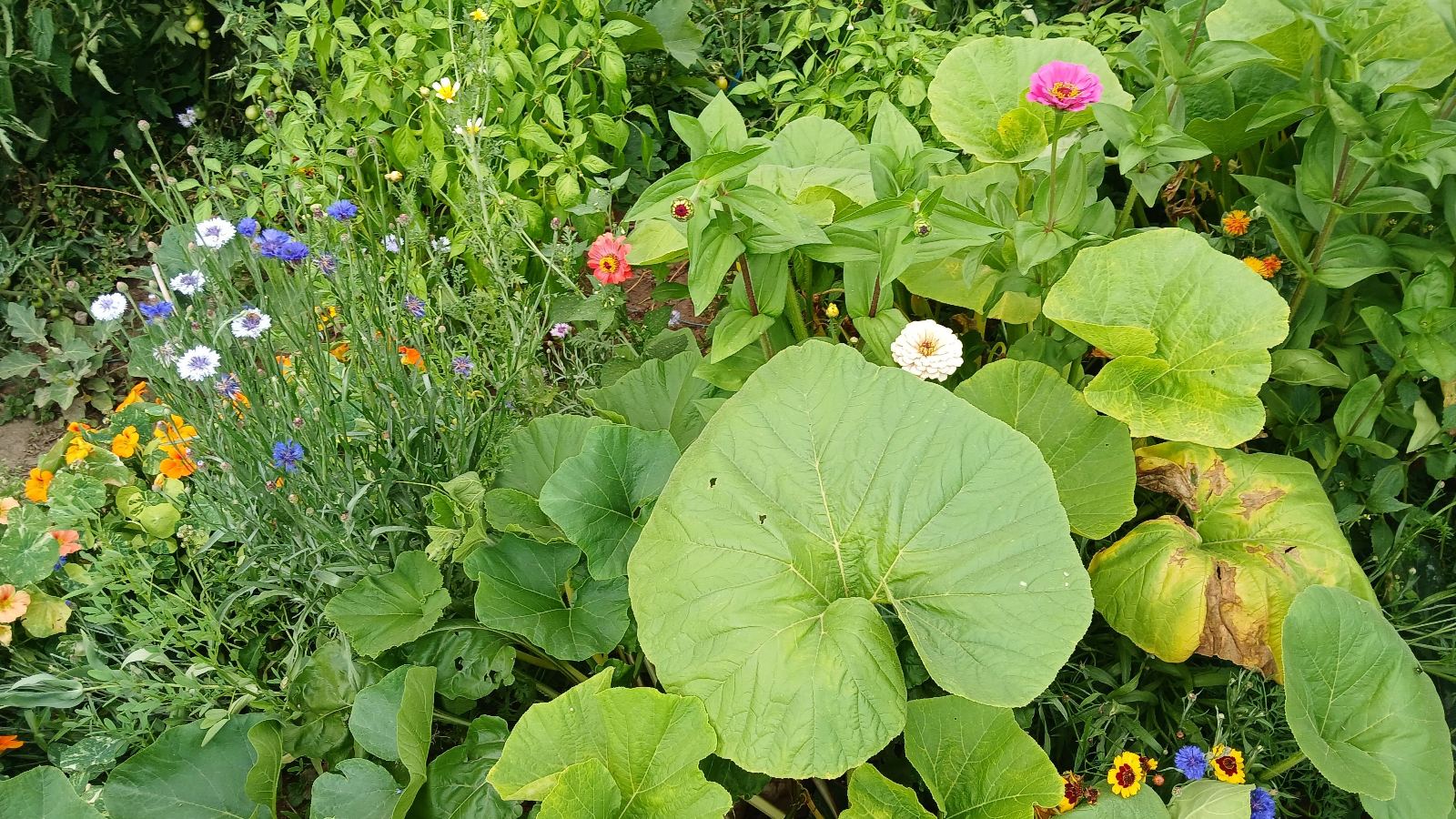 Valliquervillood
