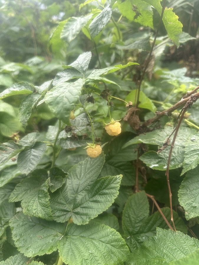 Fruits,oeufs, et légumes de Seb