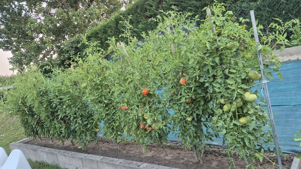 Mes Plantules