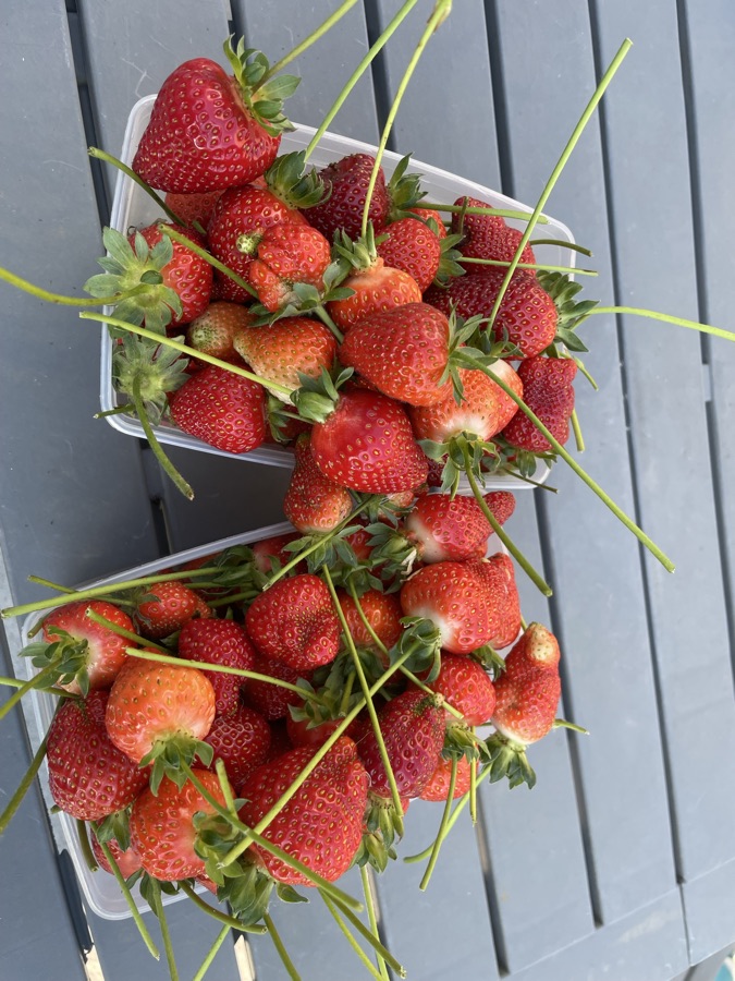 Mon Potager