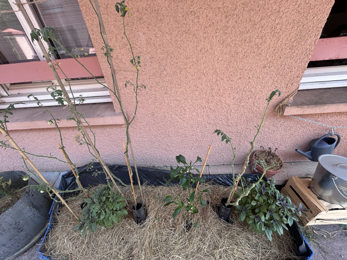 Doowy's garden 