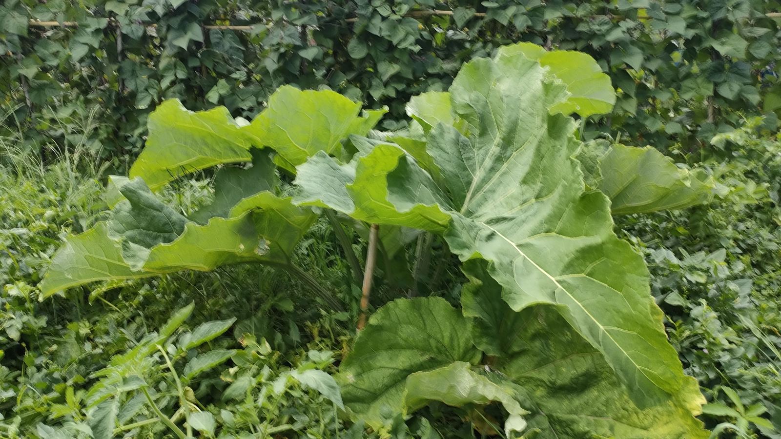 Le jardin d'Arty 