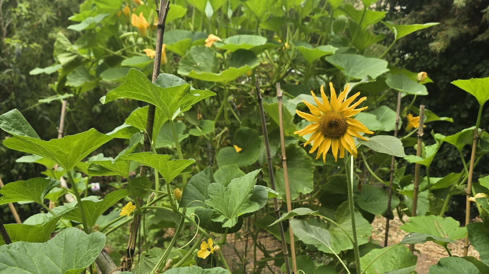 Le petit potager