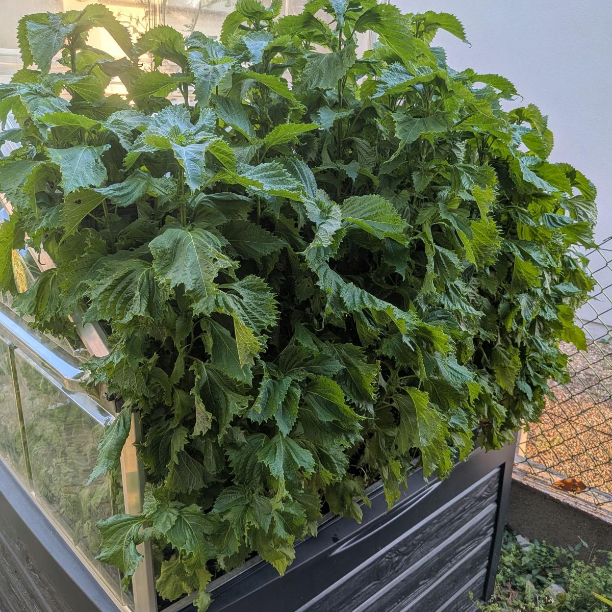 Shiso vert sans pesticides