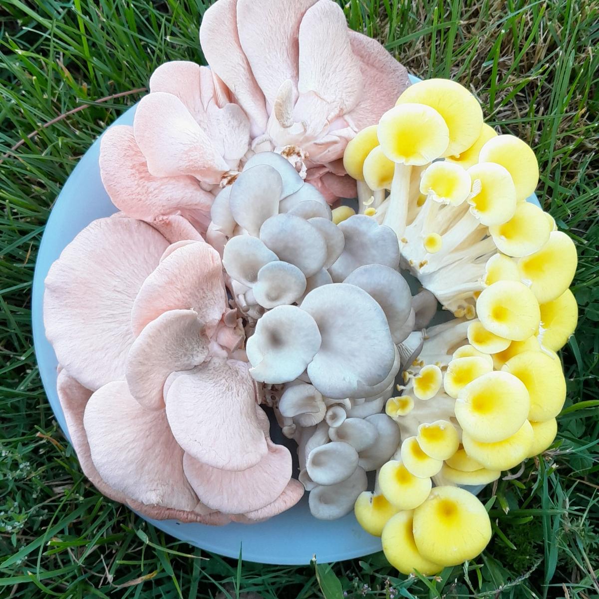 Pleurote 