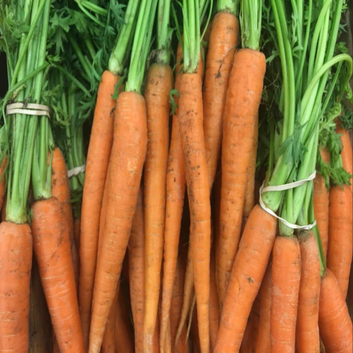 Carottes bio