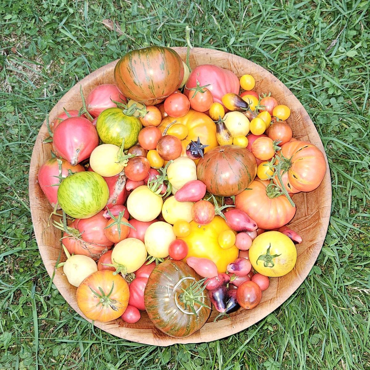 Tomates grosses et cerises proposé à Vaux-sur-Seine