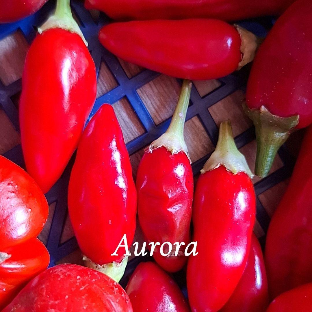 Piment aurora proposé à Monteignet-sur-l'Andelot