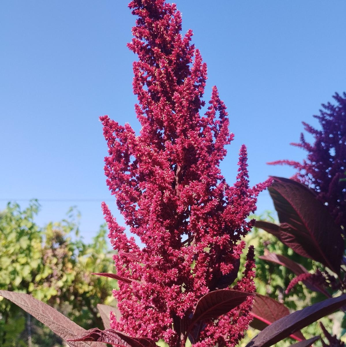 Amarante pourpre.