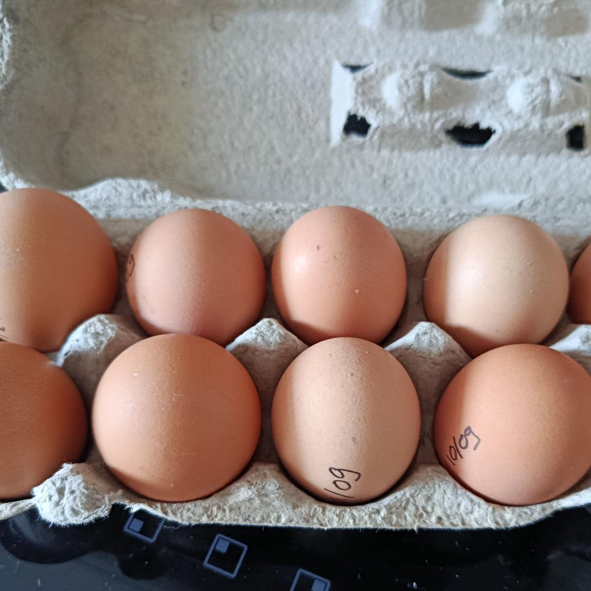 Oeufs de poules