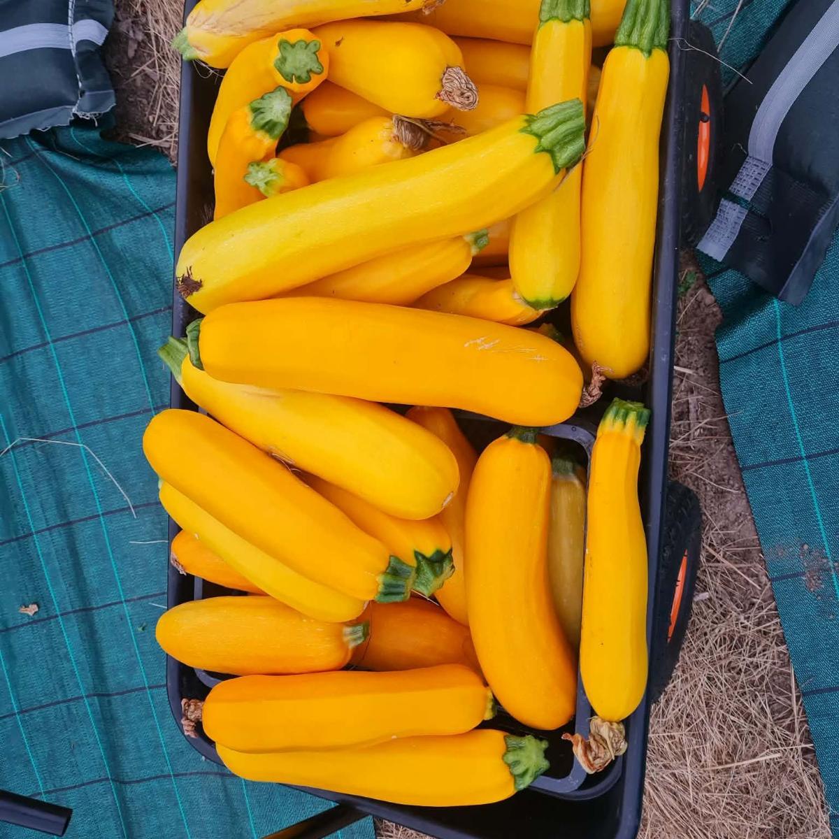 Courgettes gold