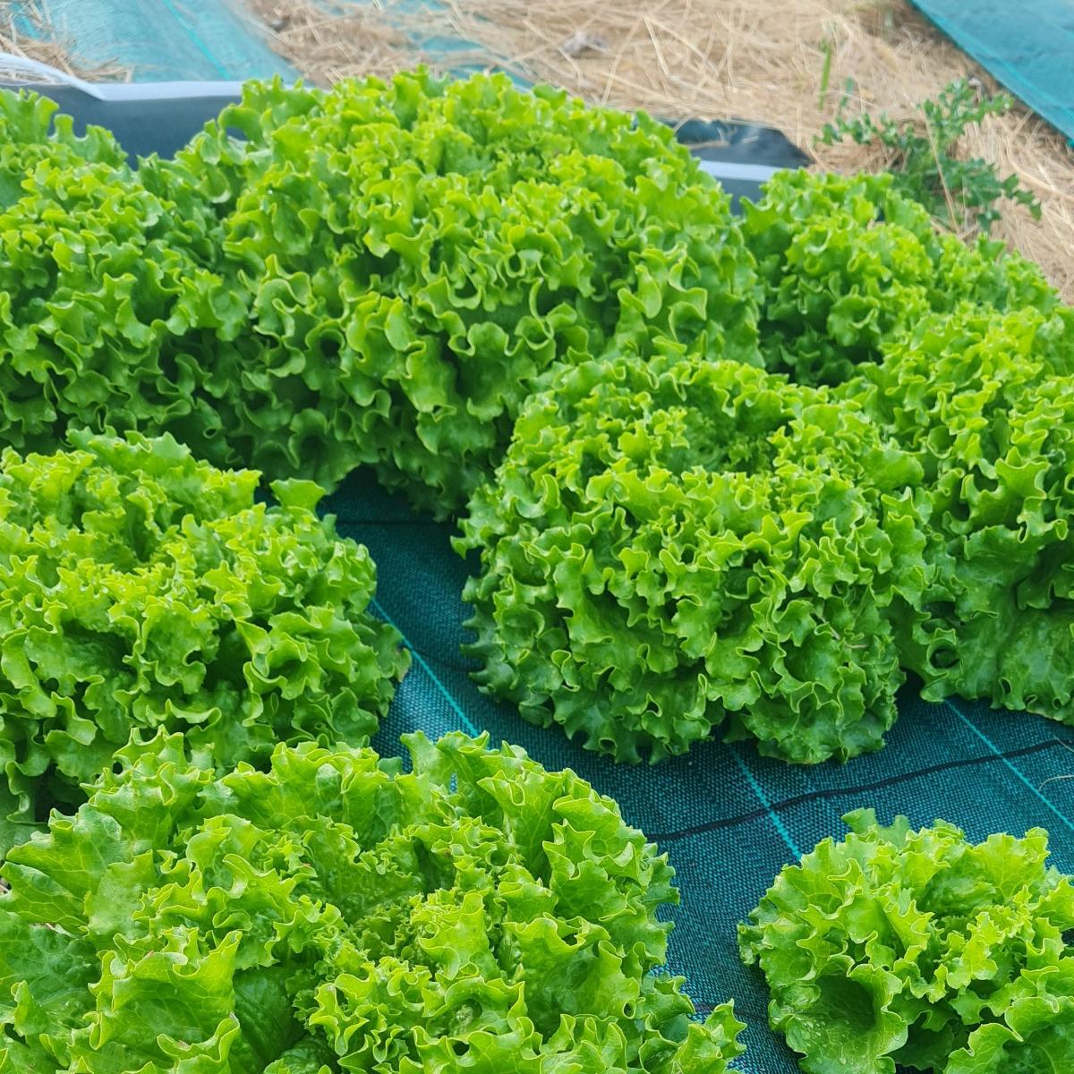 Salades
