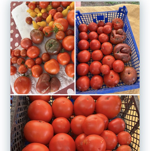 Tomates variées
