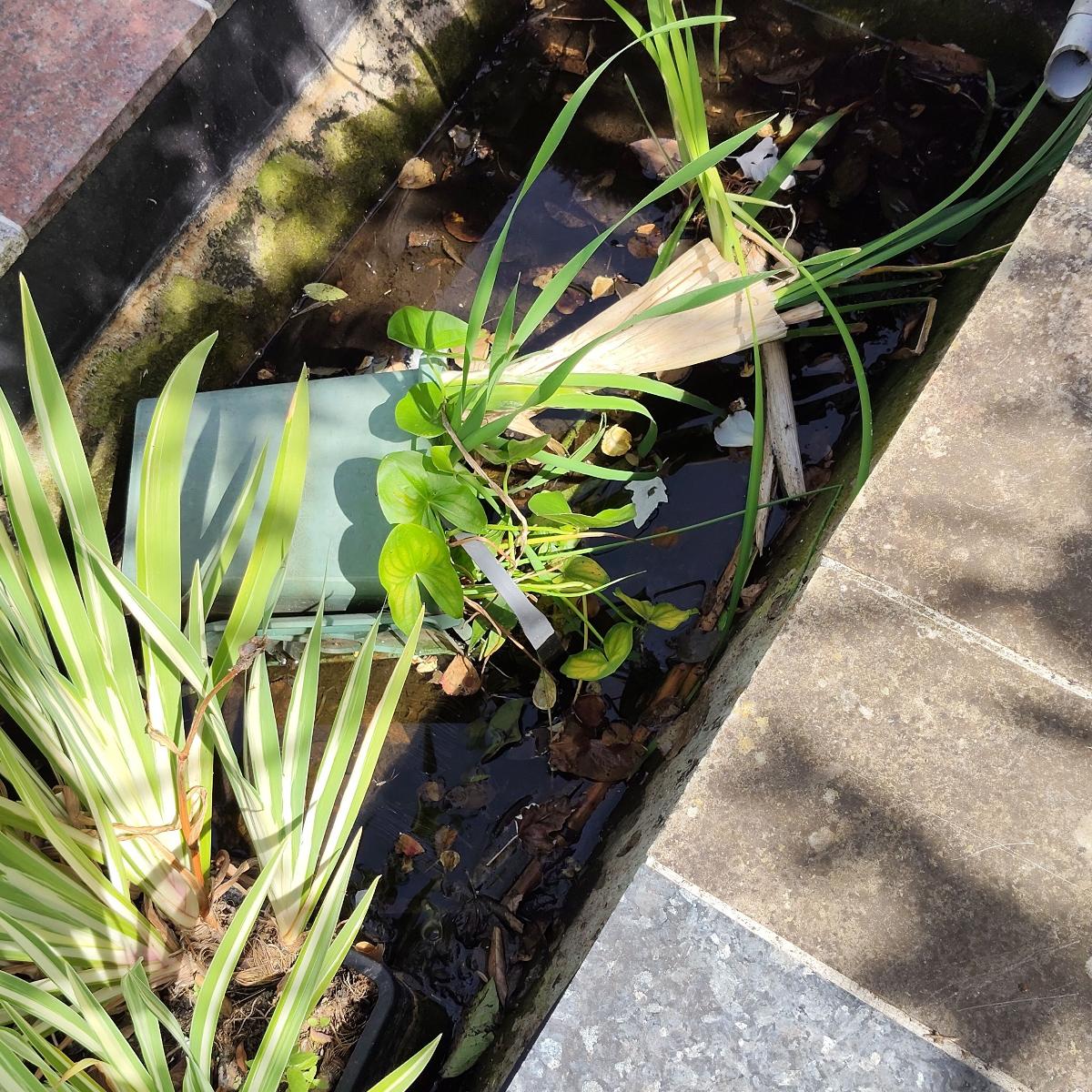 Plantes aquatiques 