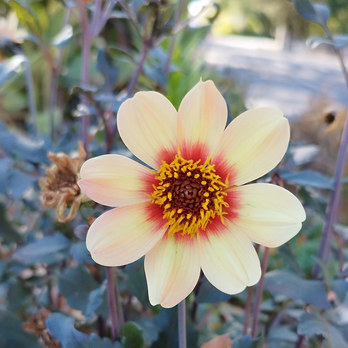 Dahlia proposé à Saint-Sulpice-la-Pointe