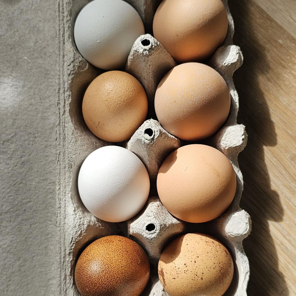 Œufs de poules