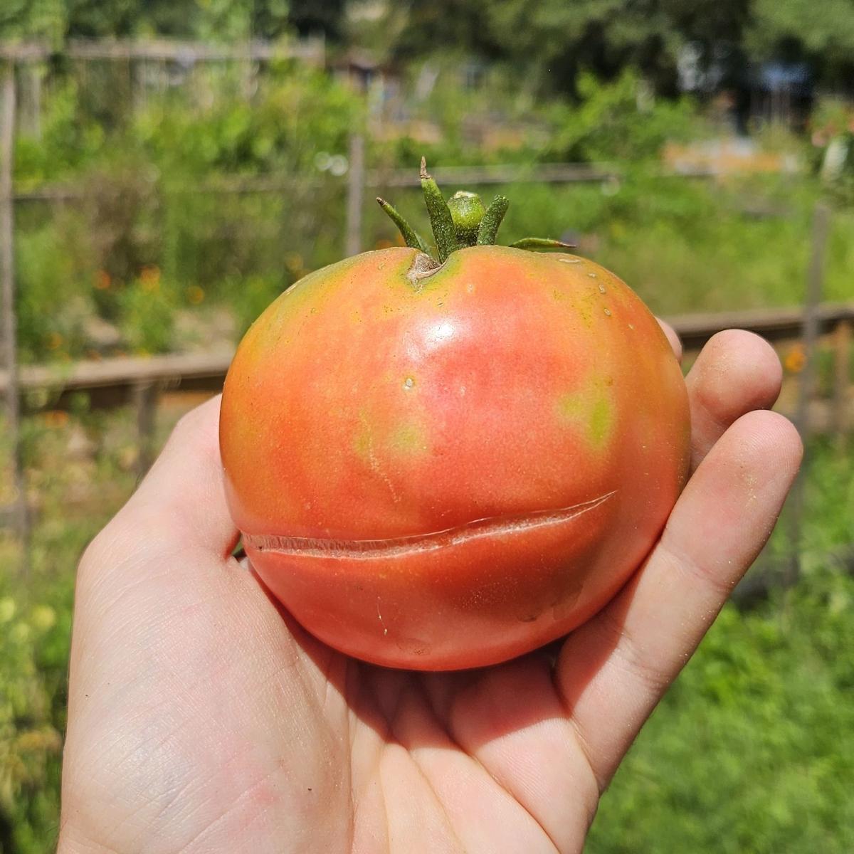 Graines de Tomates Rose de Berne