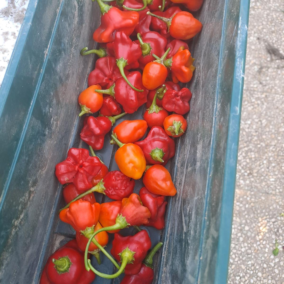 Piment frais proposé à La Neuve-Grange