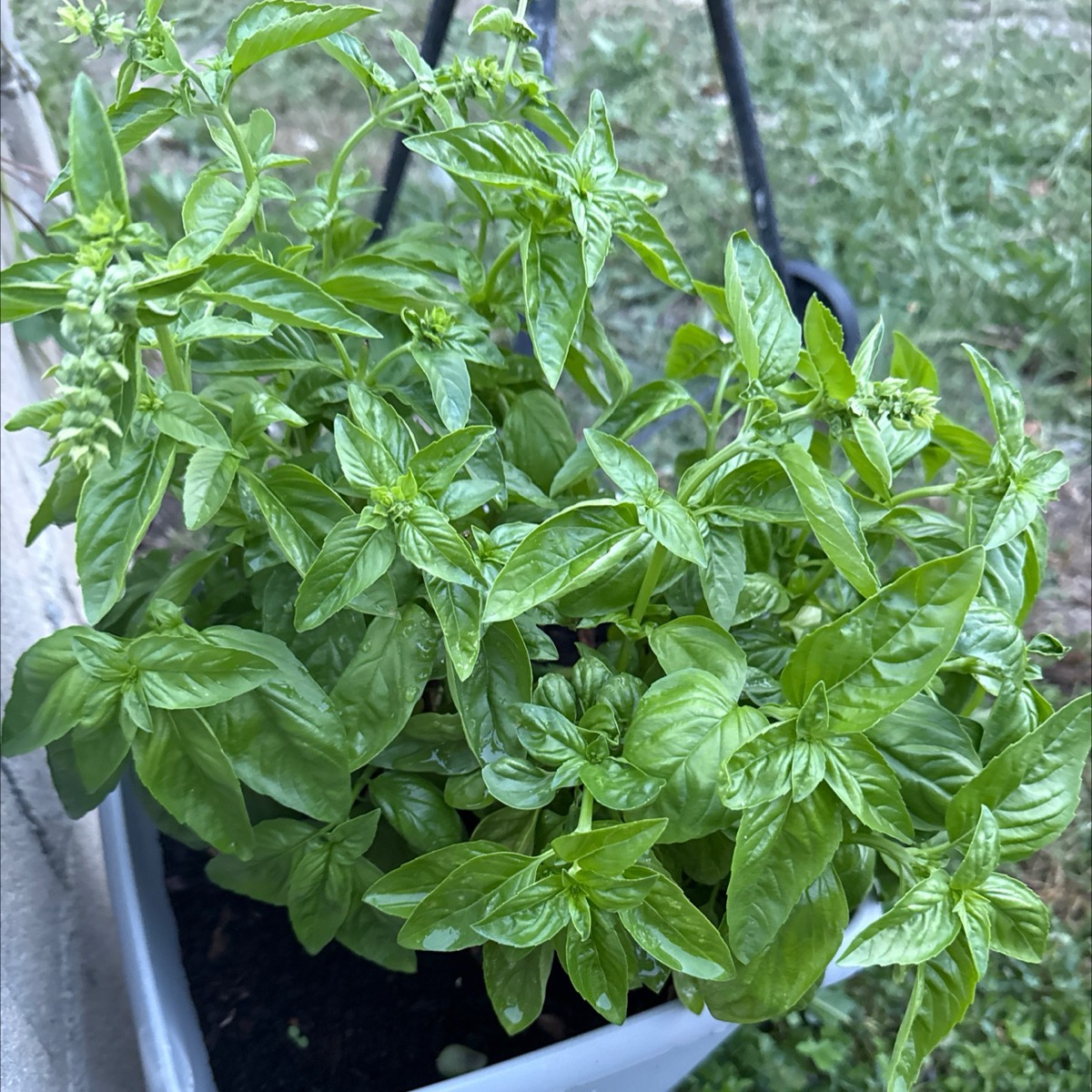 Bouquet basilic frais