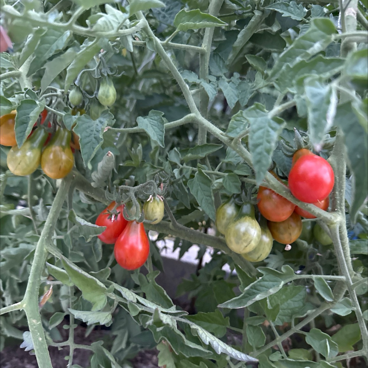 Tomate cerise rouge et jaune différente variété bio