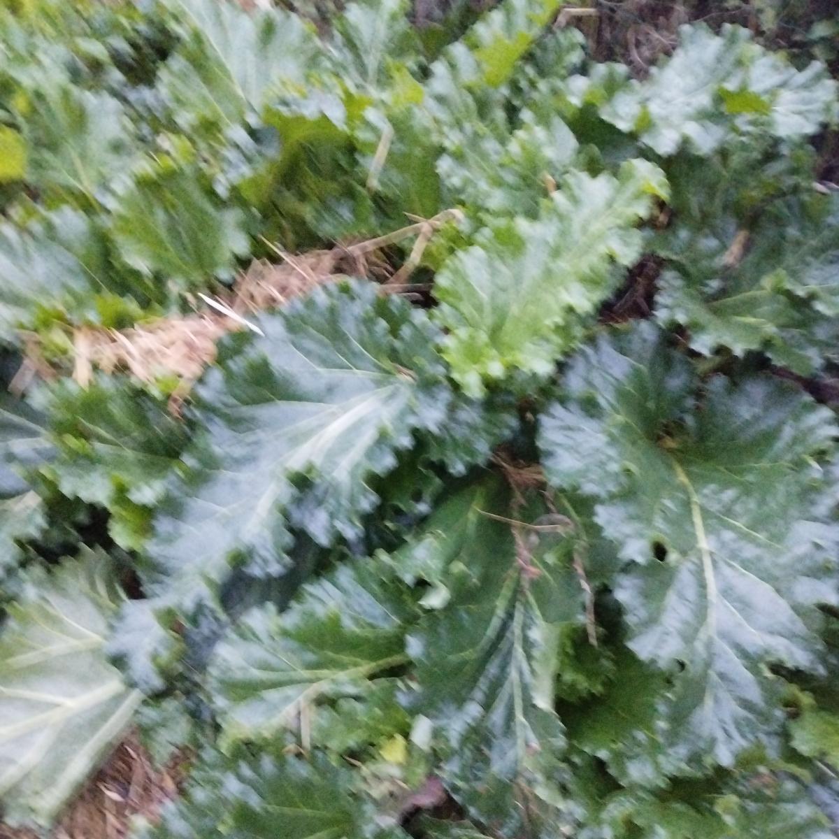 Rhubarbe 