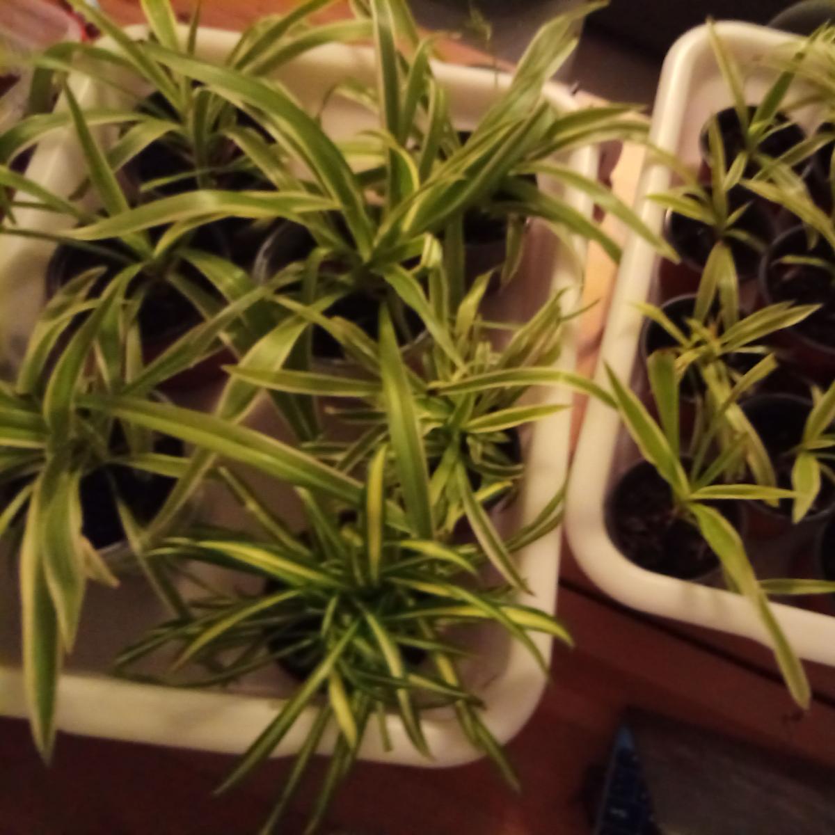 Chlorophytum proposé à Blan