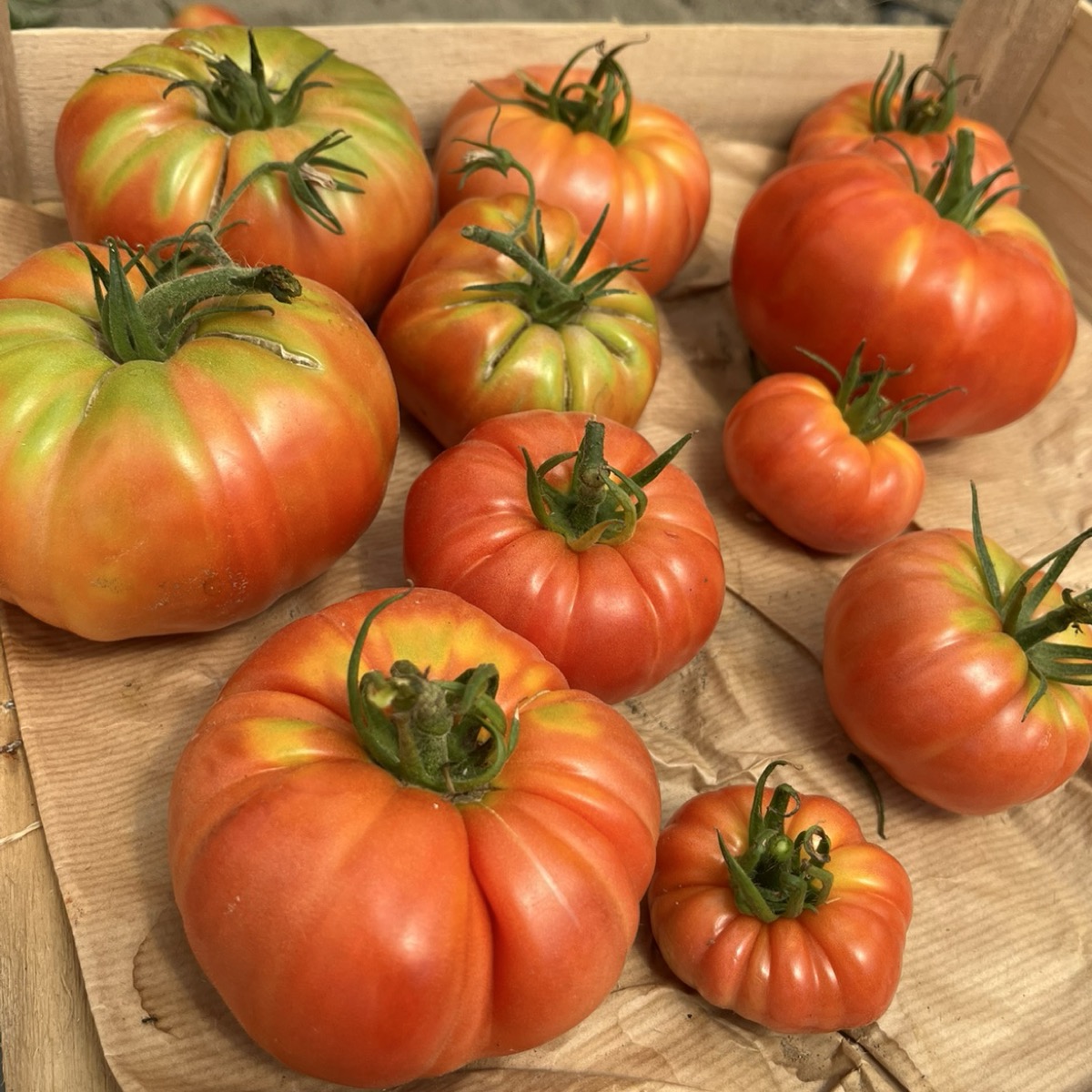 Premières tomates gourmandes !