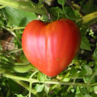 Tomate cœur de bœuf proposé à Joncourt