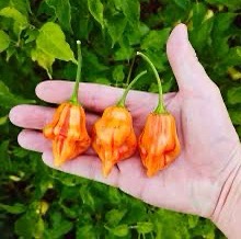 Piment Tangerine Tiger proposé à Joncourt